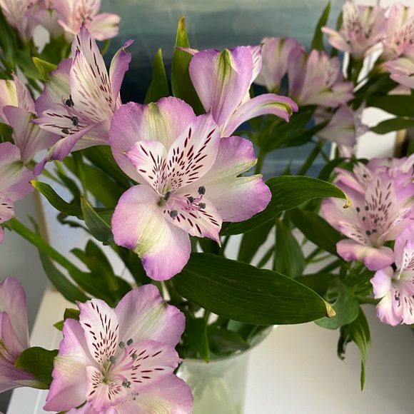 Meet your Posher, Kyla - Picture 1 of 1